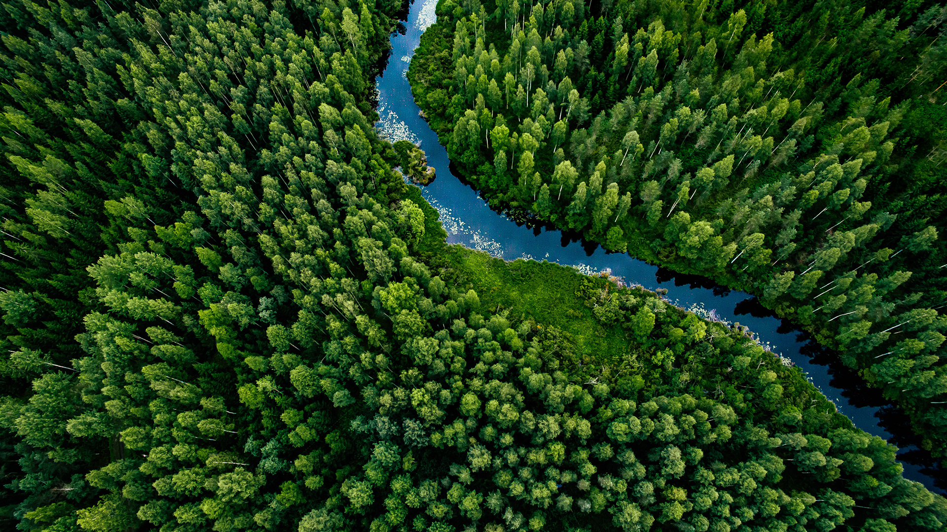 A winding river flows through a dense green forest, viewed from above. Tall trees fill the landscape on both sides of the river.