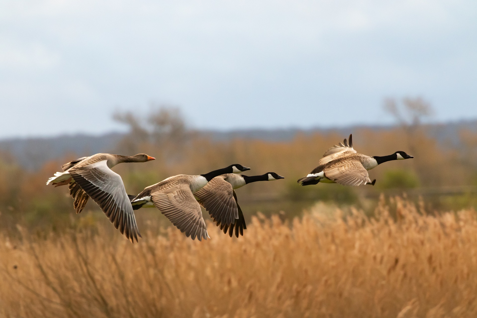 Four geese flying in formation above tall dry grass with blurred trees and a cloudy sky in the background.